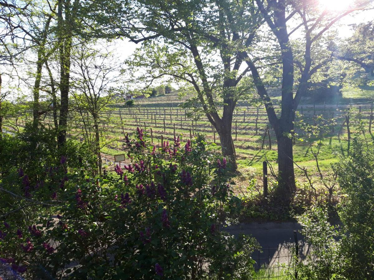 Pilikan - Park, Agroturism, Vineyard & Farm Cserszegtomaj
